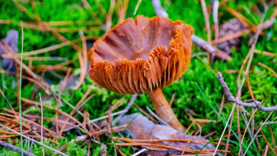 Pavučinec plyšový (Cortinarius orellanus)