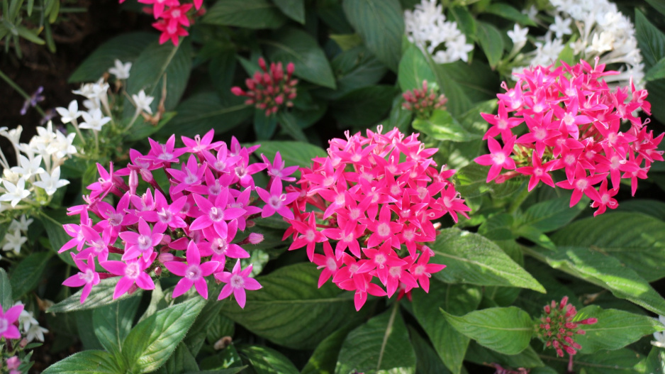 pentas