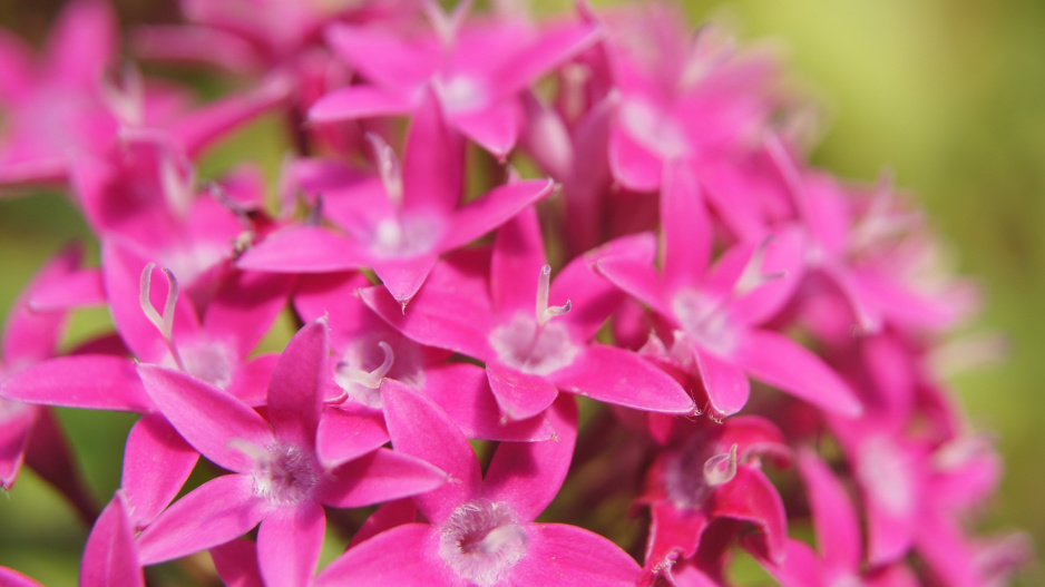 pentas