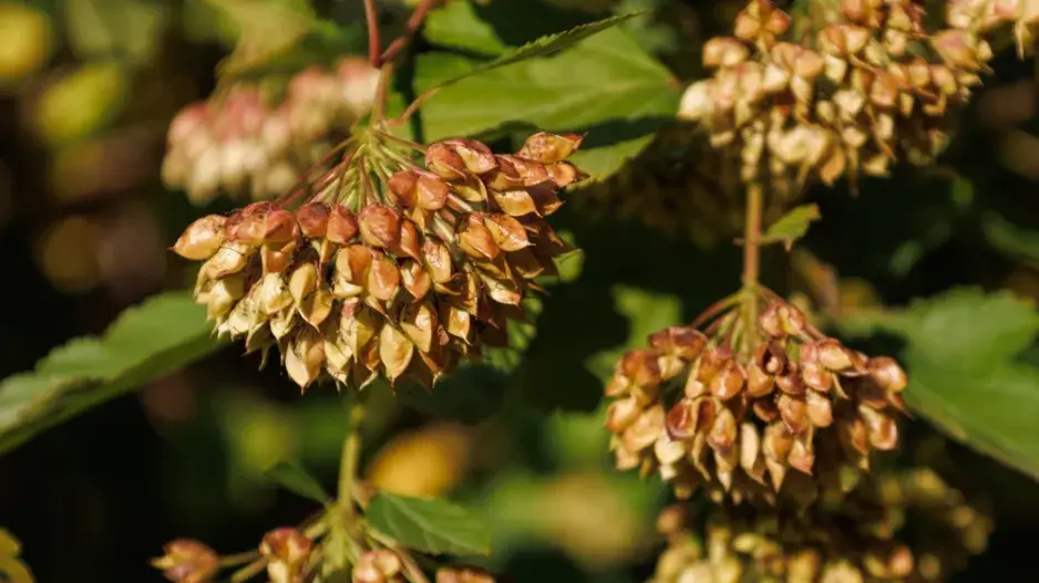 Tavola kalinolistá (Physocarpus opulifolius)  Tavola kalinolistá (Physocarpus opulifolius)