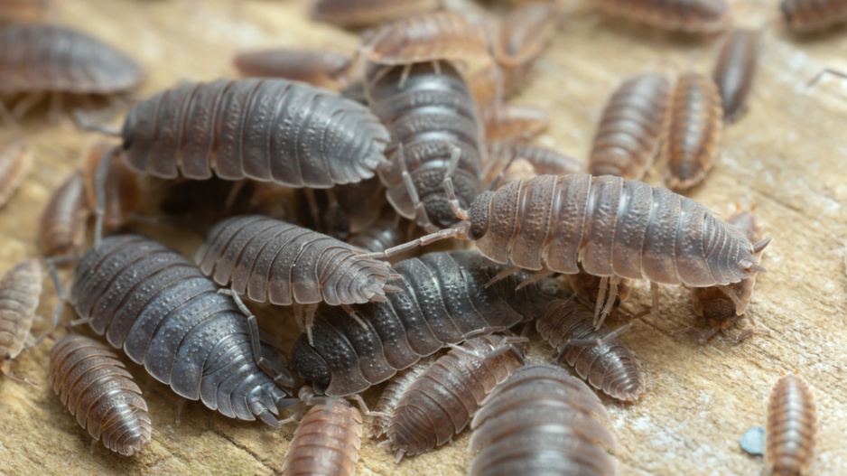 stínka obecná (Porcellio scaber)