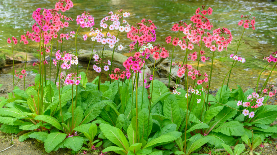 Prvosenka japonská (Primula japonica) 