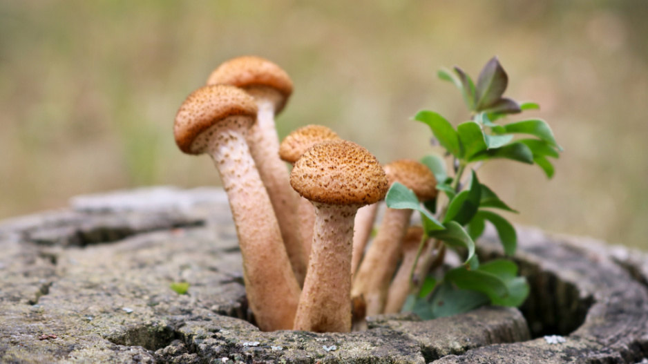 Václavka (Armillaria mellea)