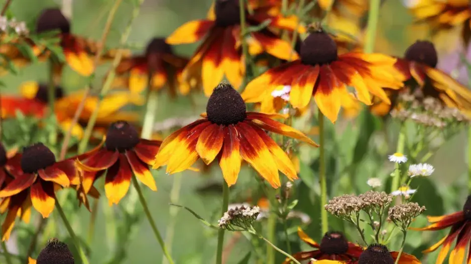 Rudbekie (Rudbeckia)