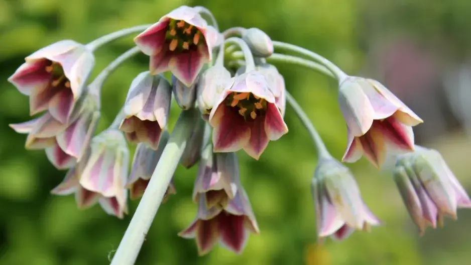 Česnek sicilský (Allium siculum nebo Nectaroscordum siculum)