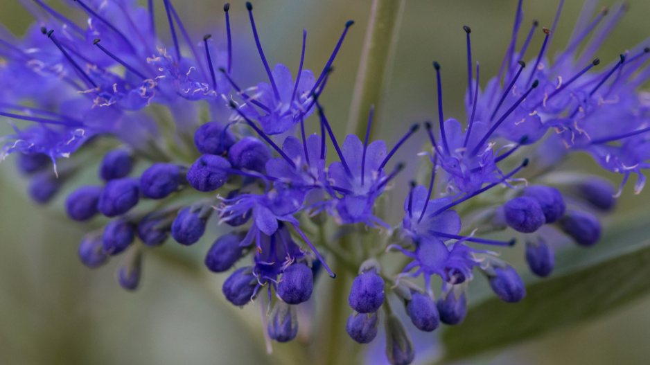 Ořechoplodec, ořechokřídlec, modrovous (Caryopteris)
