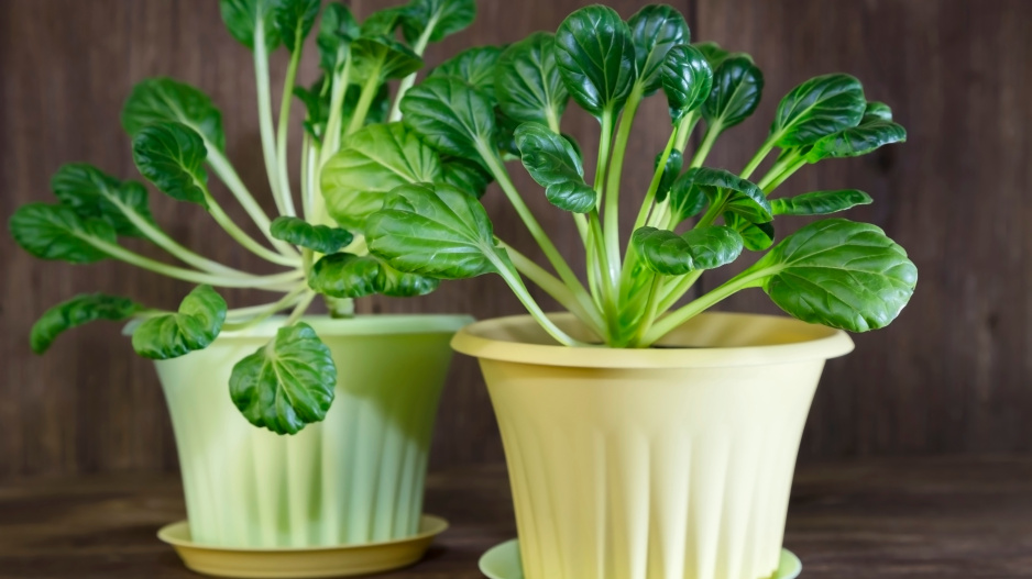 tatsoi
