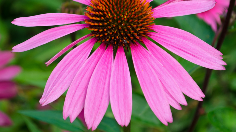 Echinacea tennesseensis