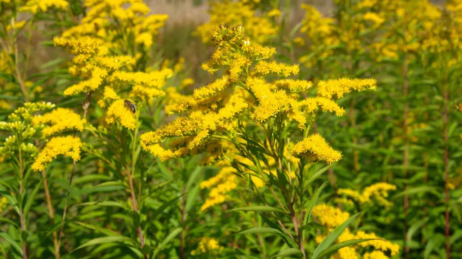 Zlatobýl neboli Solidago