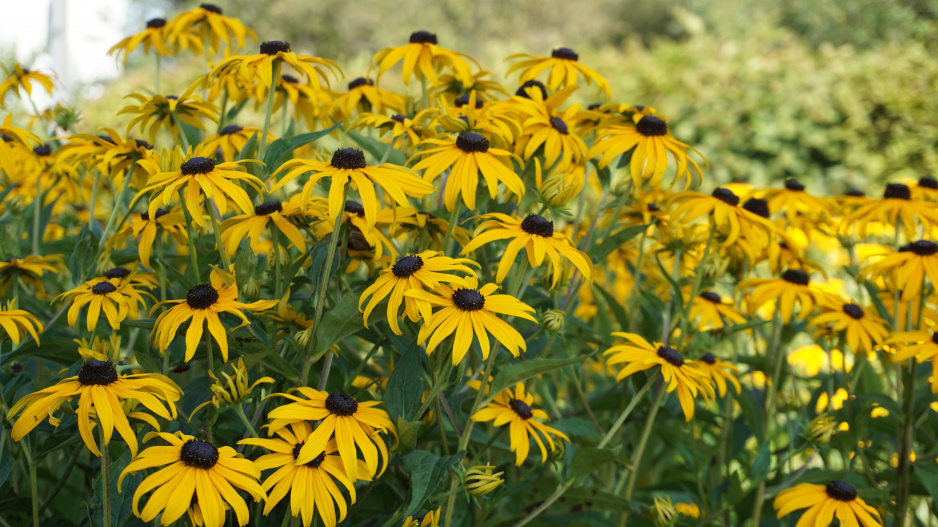 Echinacea paradoxa