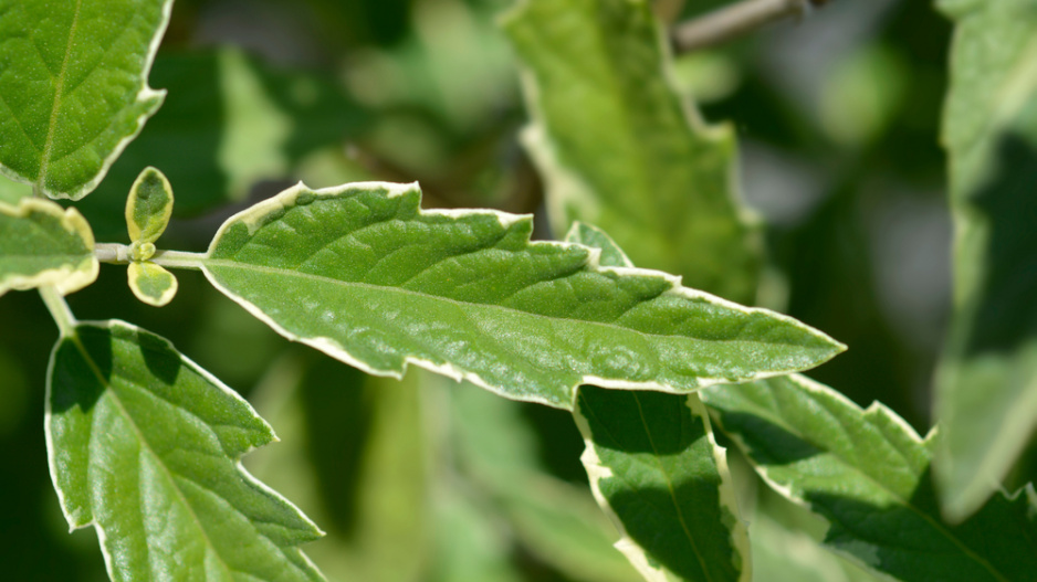 Ořechoplodec, ořechokřídlec, modrovous (Caryopteris)