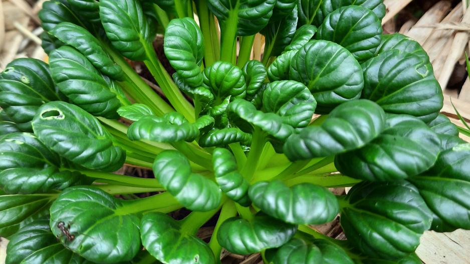 tatsoi