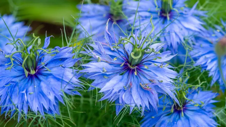 černucha damašská