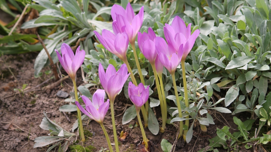 Ocún jesenní (Colchicum autumnale)