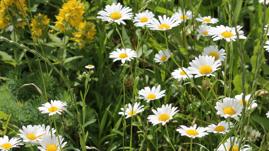 Kopretina bílá (Leucanthemum vulgare)