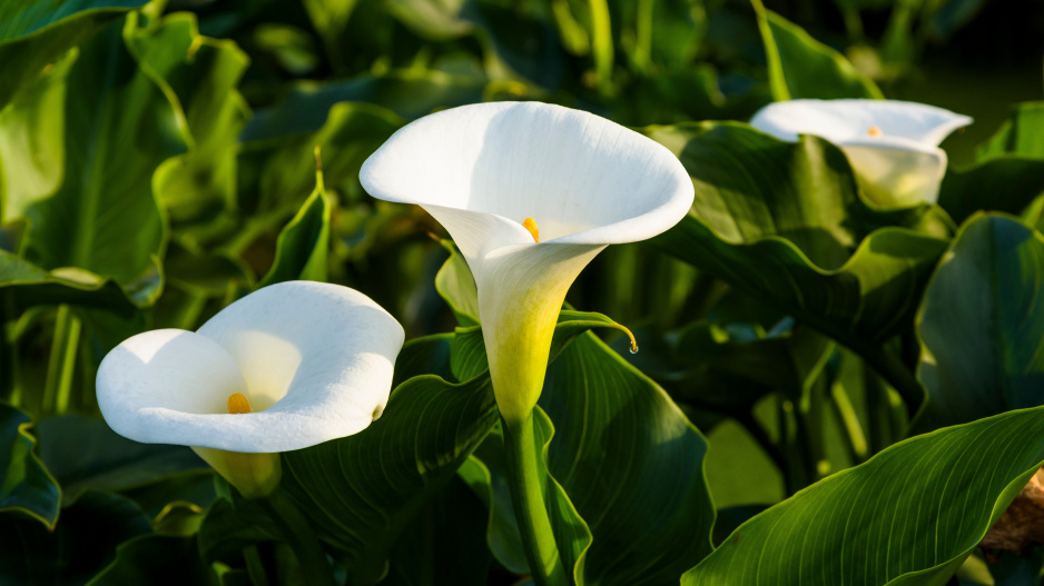 Kala neboli Zantedeschia