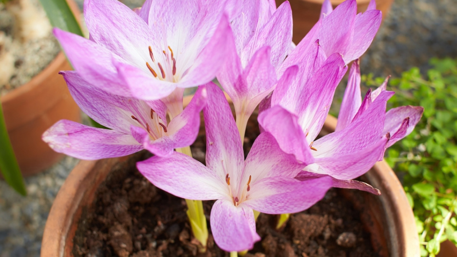 Ocún jesenní (Colchicum autumnale)