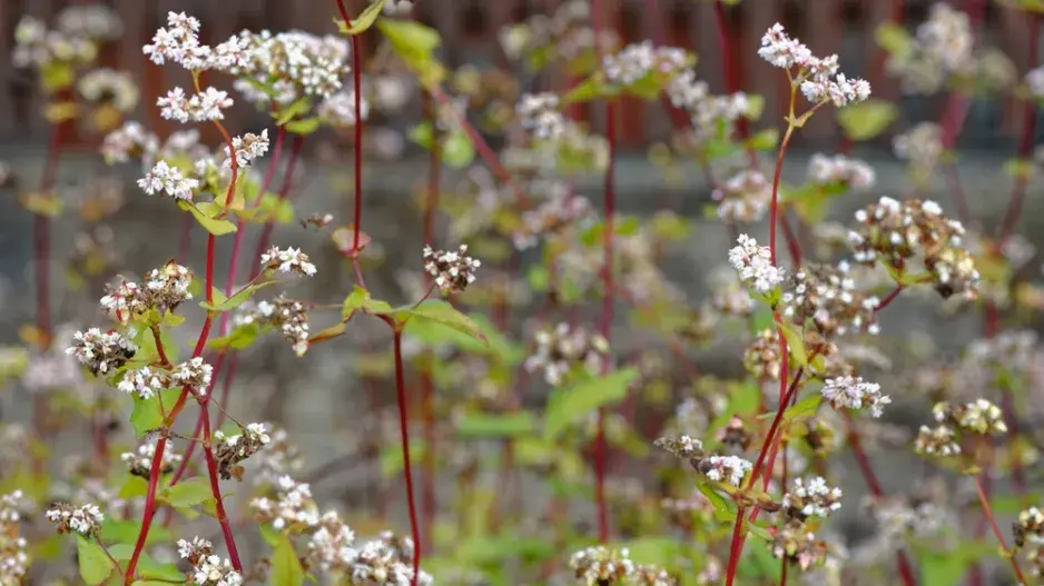 Pohanka obecná (Fagopyrum esculentum)