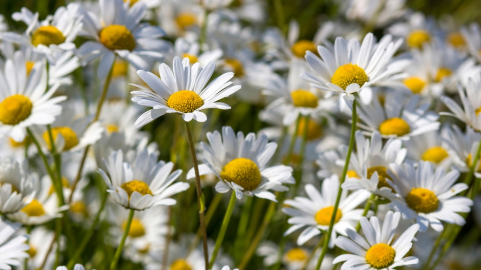 Kopretina bílá (Leucanthemum vulgare)