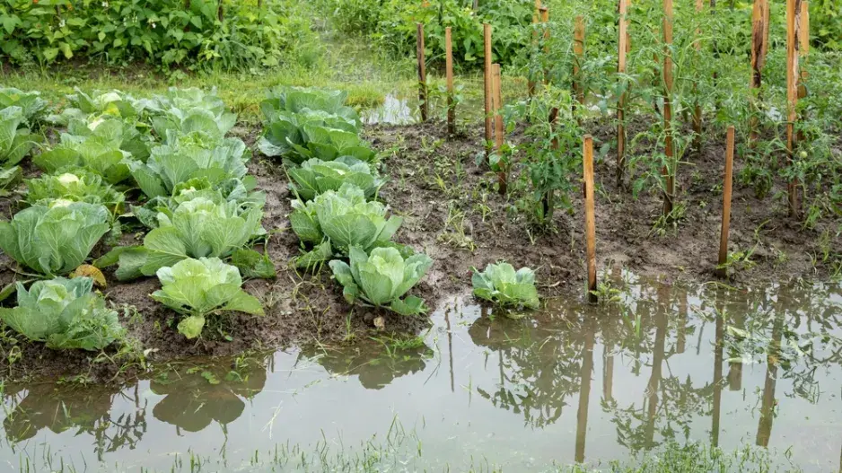 Záplavy na zahradě