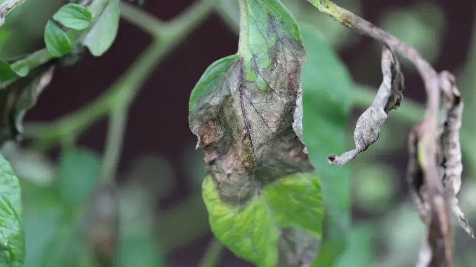 Plíseň bramborová na rajčatech