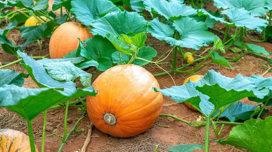 Kdy sklízet dýně: zaschlá stopka není vždy spolehlivým ukazatelem