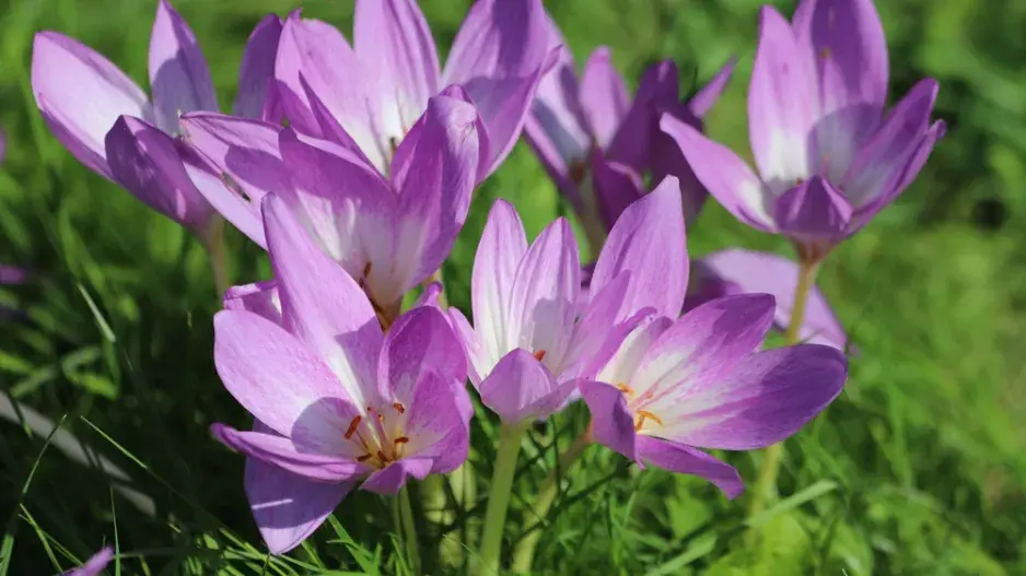 Ocún jesenní (Colchicum autumnale)