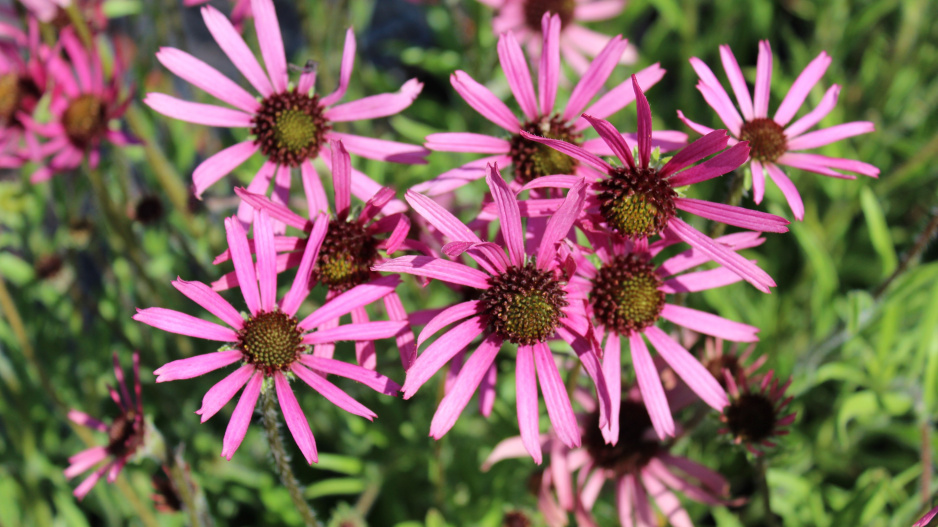 Echinacea pallida