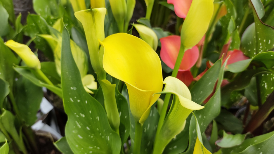 Kala neboli Zantedeschia