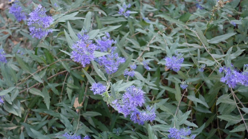 Ořechoplodec, ořechokřídlec, modrovous (Caryopteris)