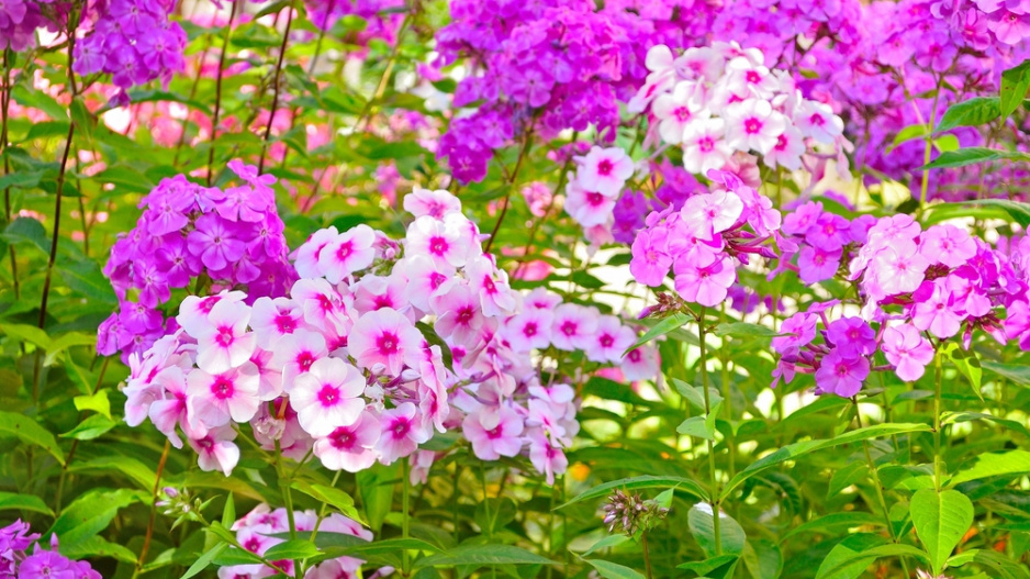 Plamenka latnatá (Phlox paniculata