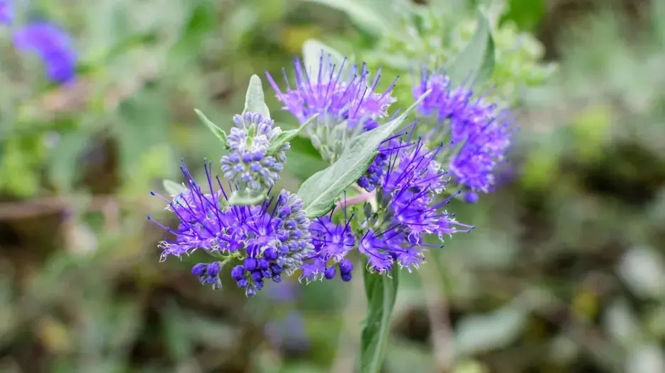 Ořechoplodec, ořechokřídlec, modrovous (Caryopteris)