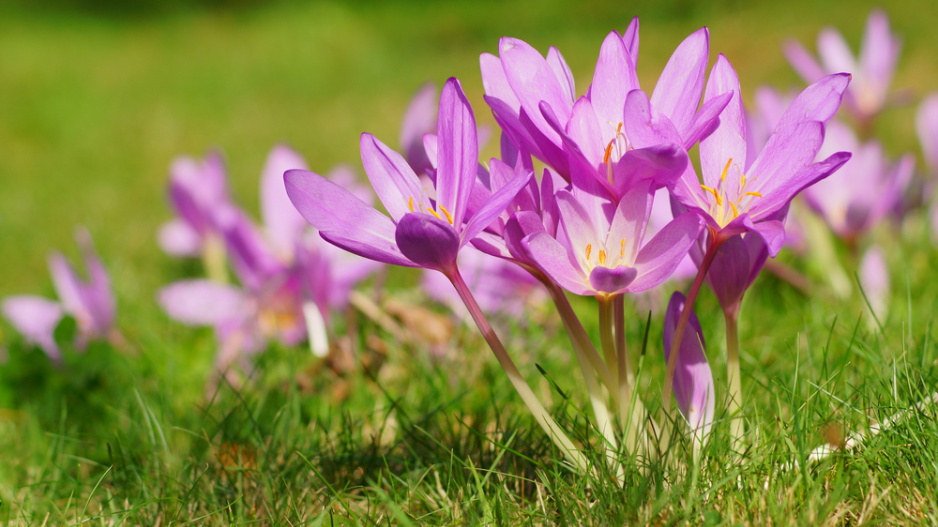 Ocún jesenní (Colchicum autumnale)