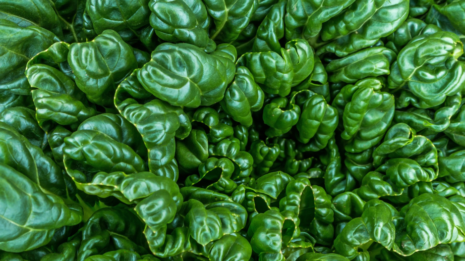tatsoi
