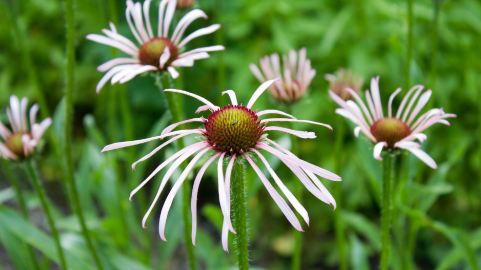 Echinacea pallida