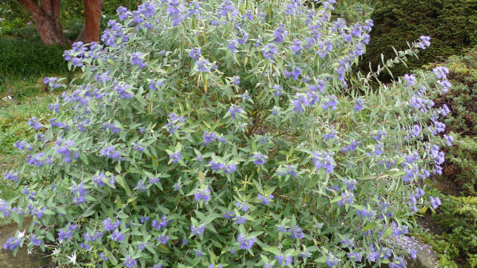 Ořechoplodec, ořechokřídlec, modrovous (Caryopteris)