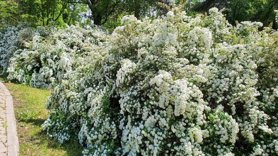 tavolník (Spiraea)