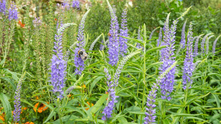Rozrazil dlouholistý (Veronica longifolia) 