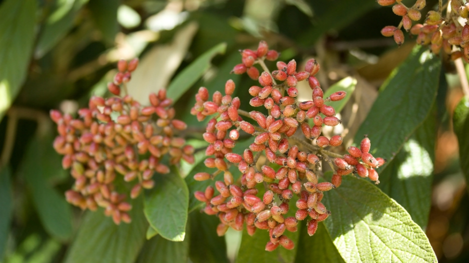 Kalina vrásčitolistá (Viburnum rhytidophyllum) 