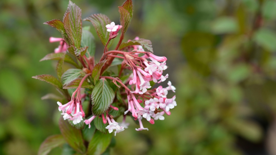 kalina bodnanská (Viburnum x bodnantense)