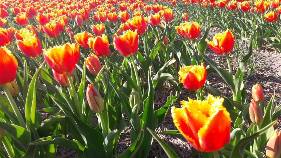 Tulipánová pole