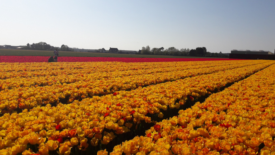 Tulipánová pole