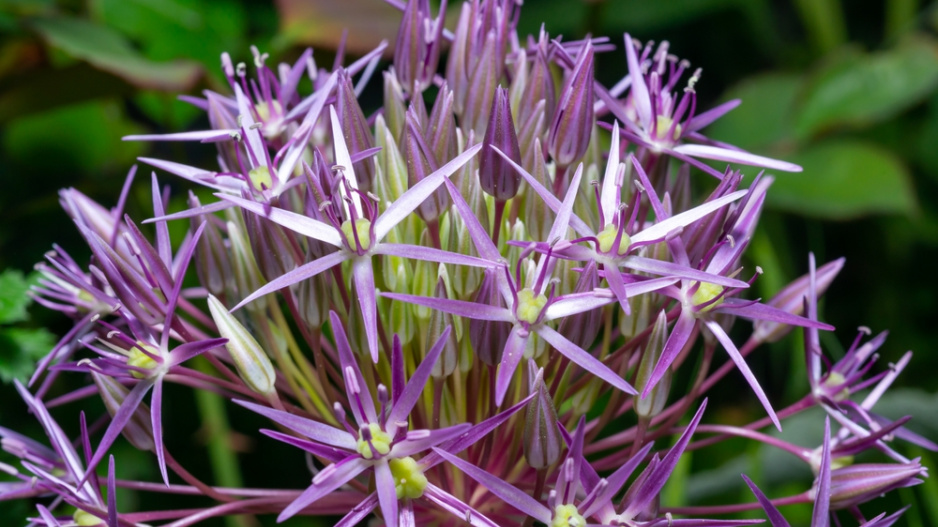 Česnek Christophův (Allium cristophii)