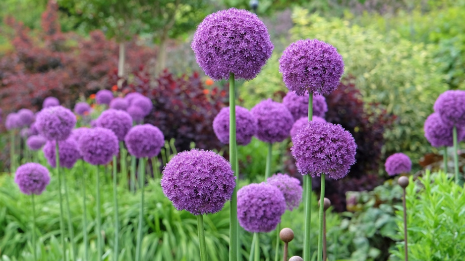 Česnek obrovský (Allium giganteum)