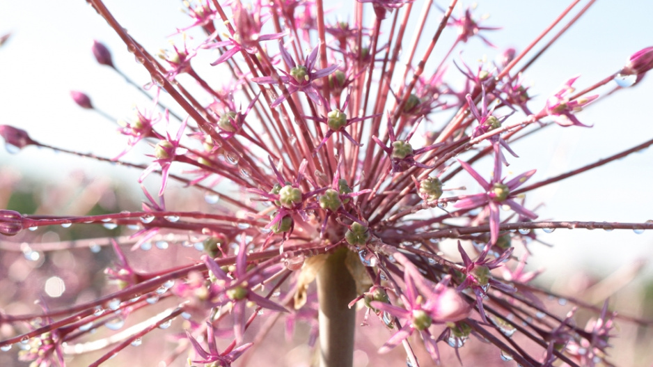 Česnek Schubertův (Allium schubertii)