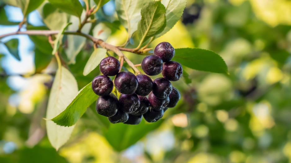 Áronie černoplodá (Aronia melanocarpa)