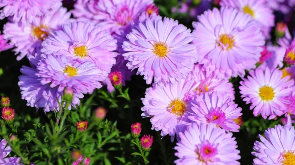 podzim trvalky podzim trvalky