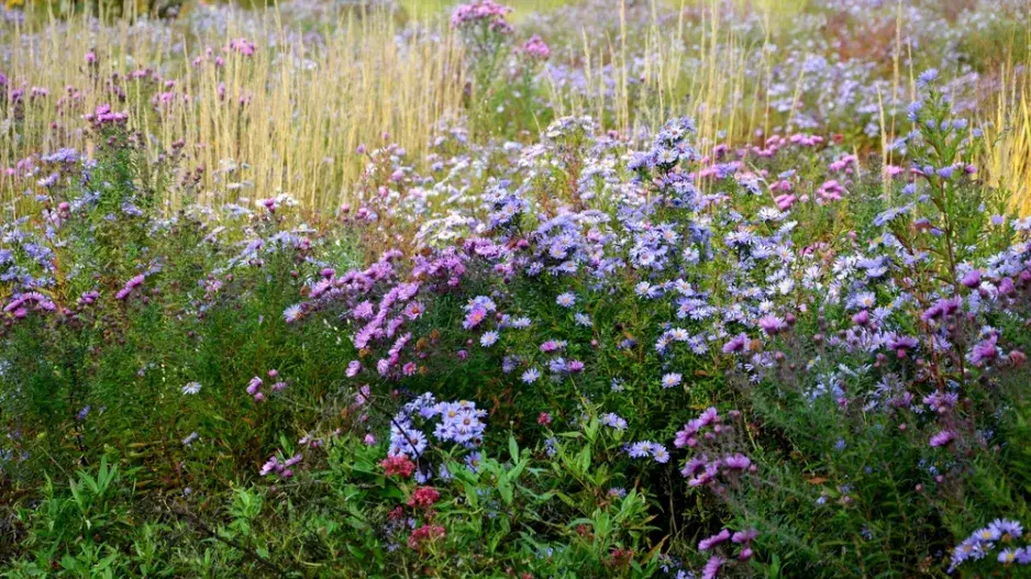 podzim trvalky podzim trvalky