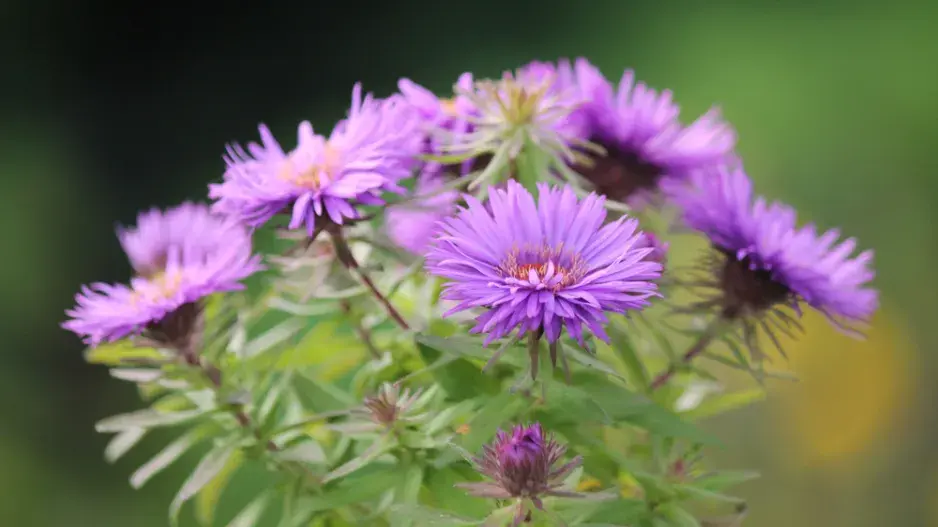 podzim trvalky podzim trvalky