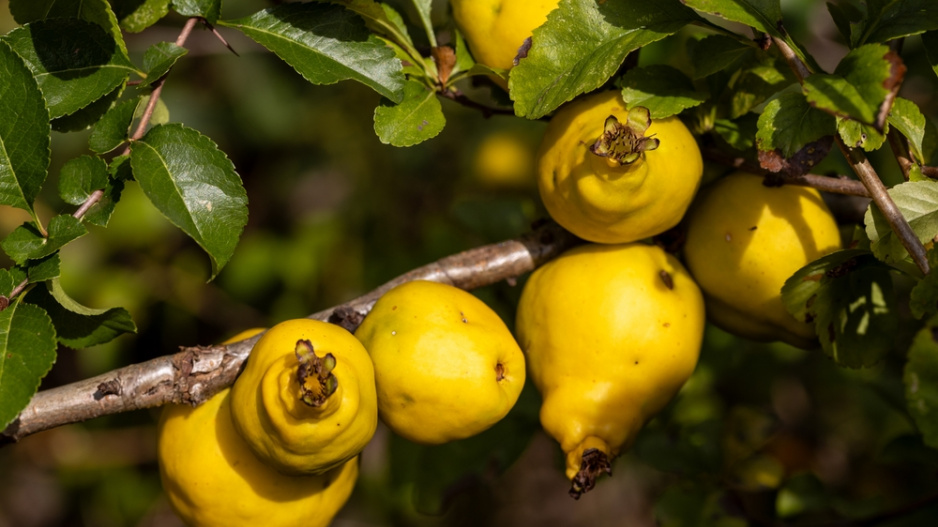 Kdoulovec japonský (Chaenomeles japonica) 